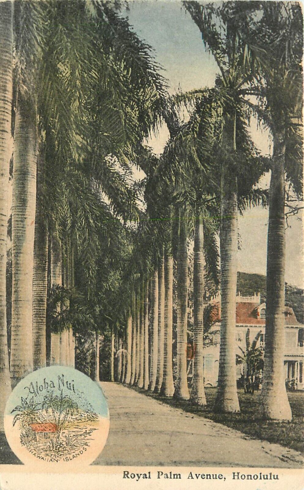 Hand-Colored Aloha Nui Postcard; Royal Palm Avenue, Honolulu HI, UDB Unposted