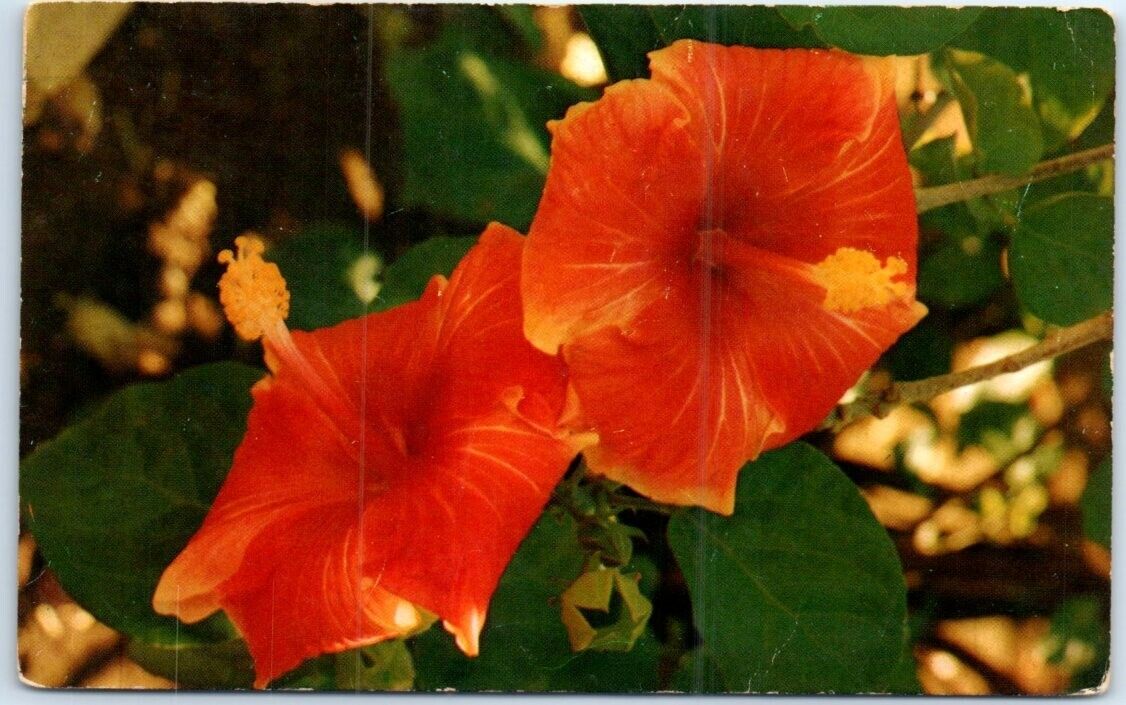 Postcard - Hibiscus Blossoms, Hawaii, USA