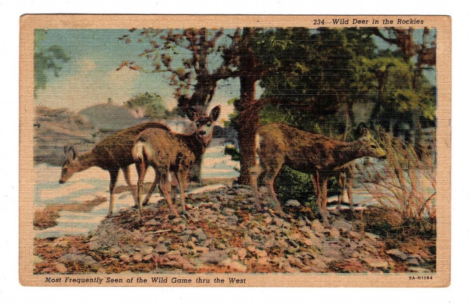  Wild Deer in The Rockies - Vintage Postcard used by Leonard Borman