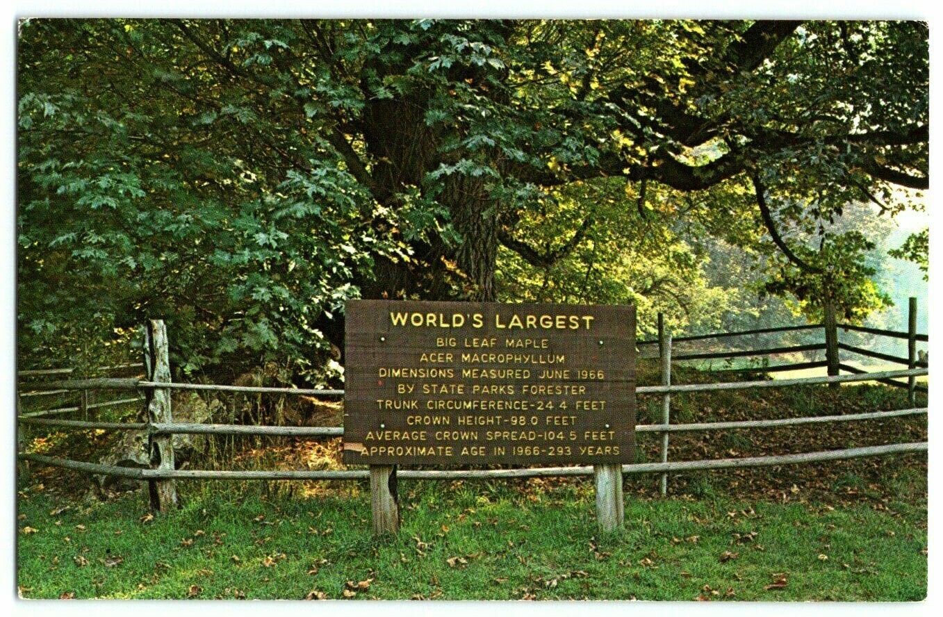 Postcard~ Worlds Largest Maple Leaf Tree~ San Juan Nat. Park~ Friday Harbor, WA 