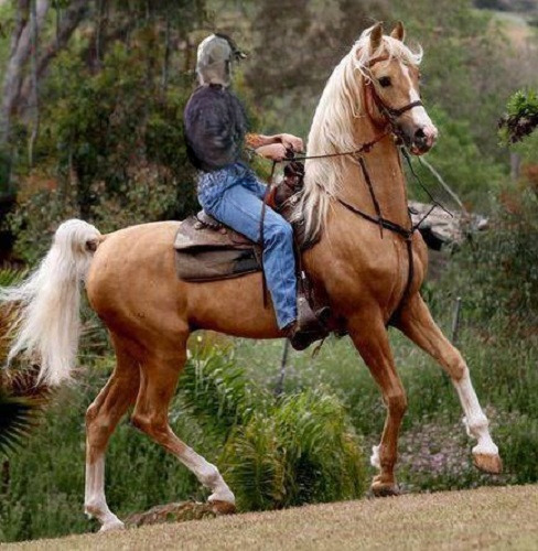 Shleich American Saddlebred Horses 6\