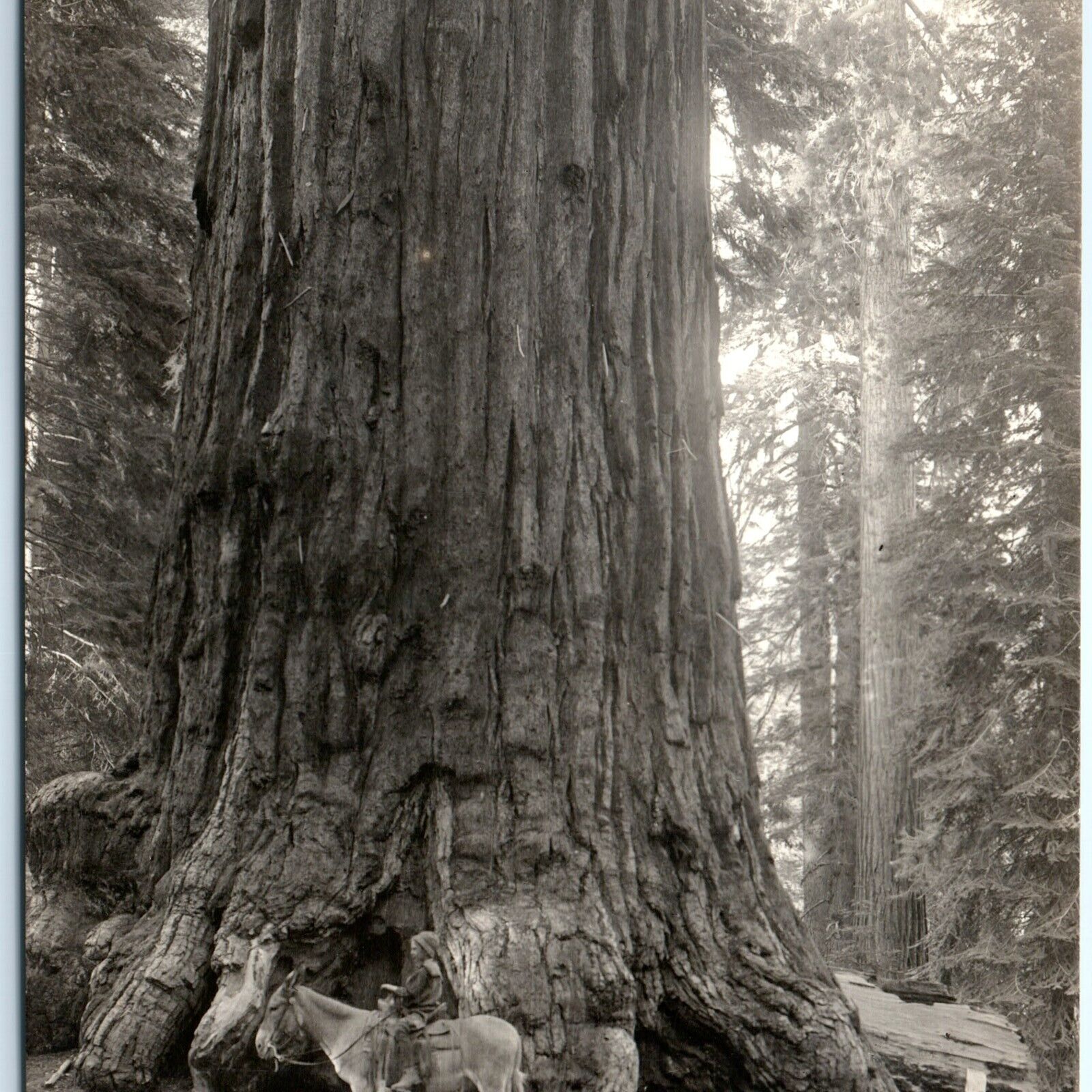 c1910s General Lee Tree RPPC Grant Grove Park Real Photo Redwood Postcard A97