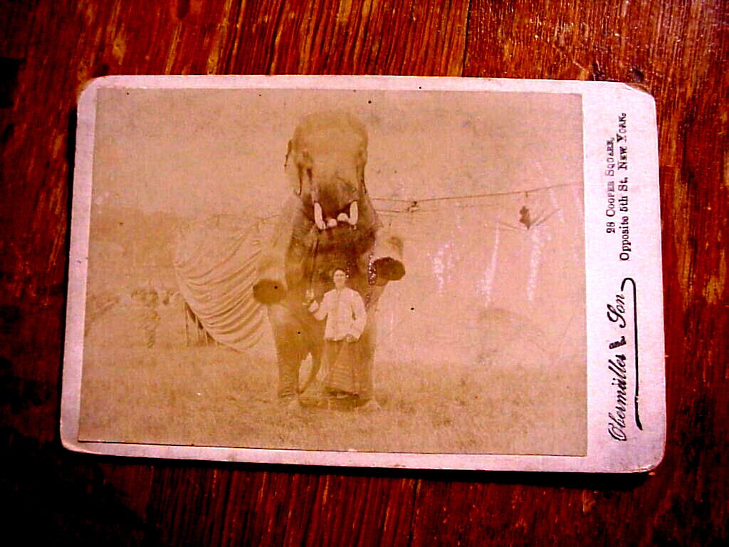 Antique CABINET Crd PHOTO of CIRCUS ELEPHANT STANDING over YOUNG LADY near Tents