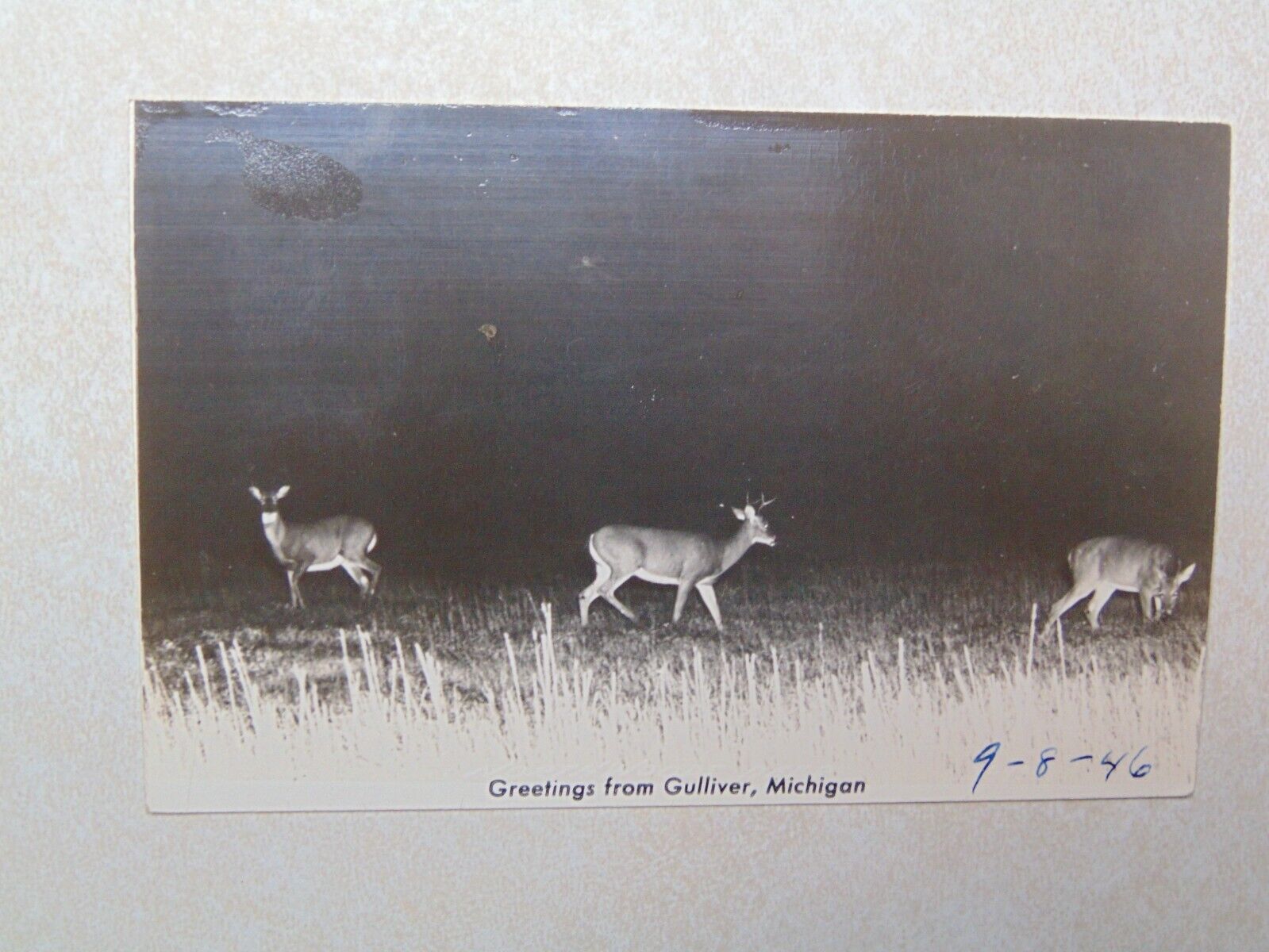 E2044 Postcard Greetings from Gulliver Michigan MI Deer