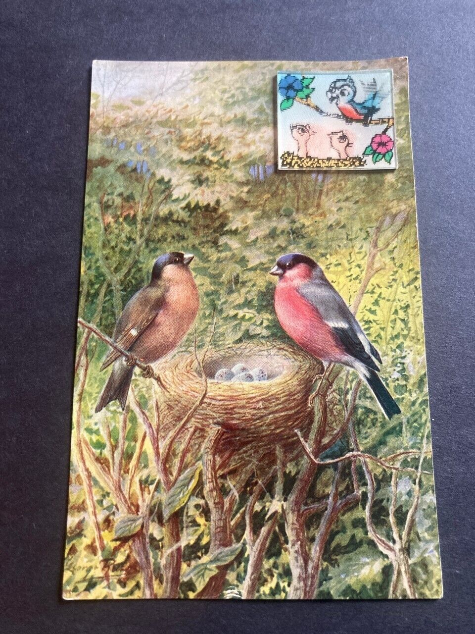 c1960's Bullfinches Birds Nest Eggs D.F. Davis Lenticular Novelty Postcard