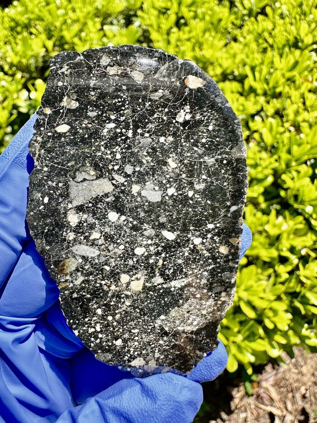 meteorite: NWA 16716 Weigh: 17.237 Grams: Beautiful Slice 🥰