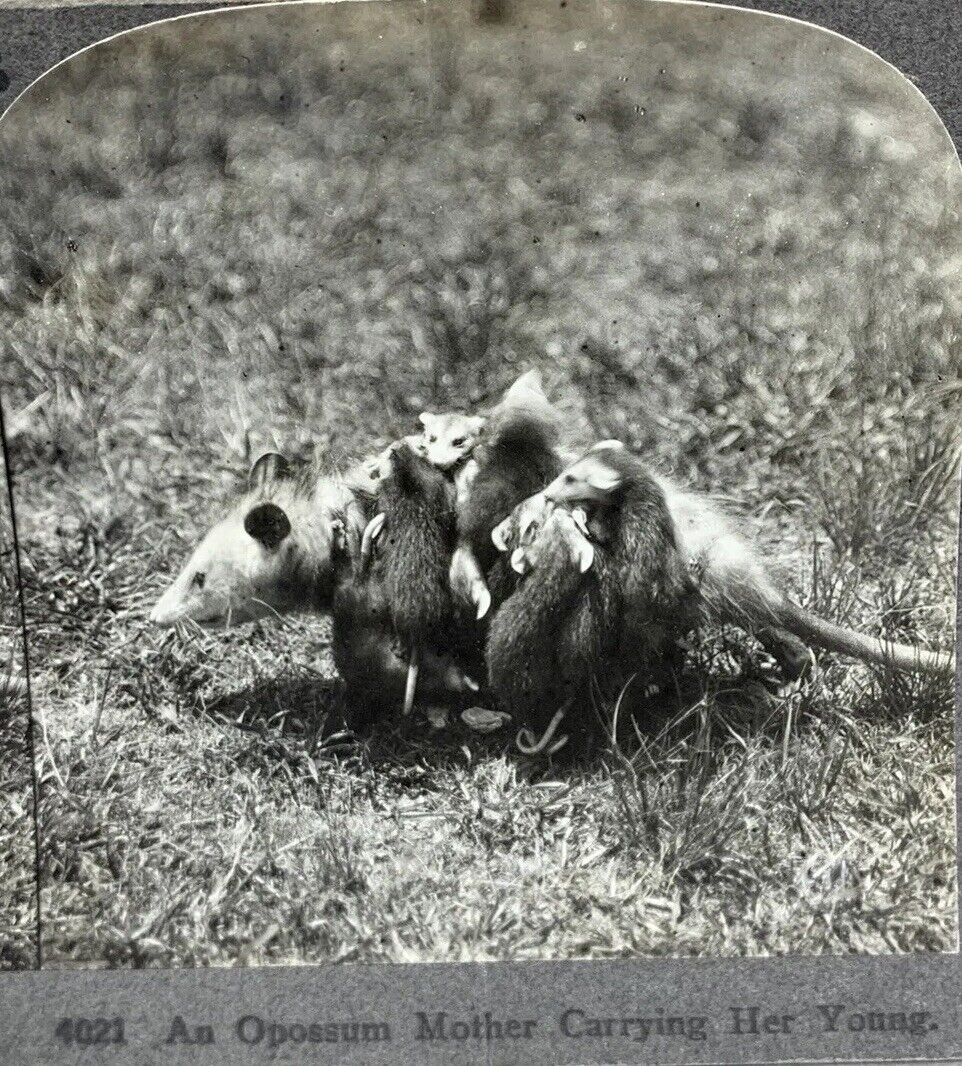 An Opossum Mother Carrying Her Young Animal Series Keystone Stereoview Photo