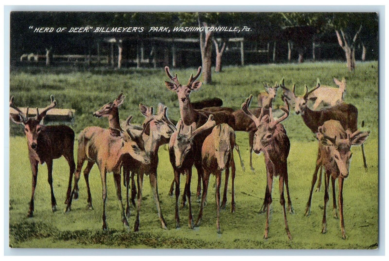 c1910\'s Herd Of Deer Billmeyer\'s Park Washingtonville Pennsylvania PA Postcard
