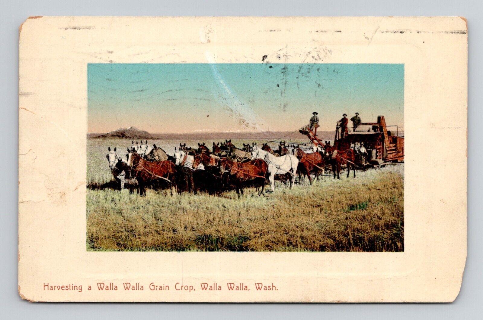 Postcard Harvesting with Horses in Walla Walla Washington, Antique L13