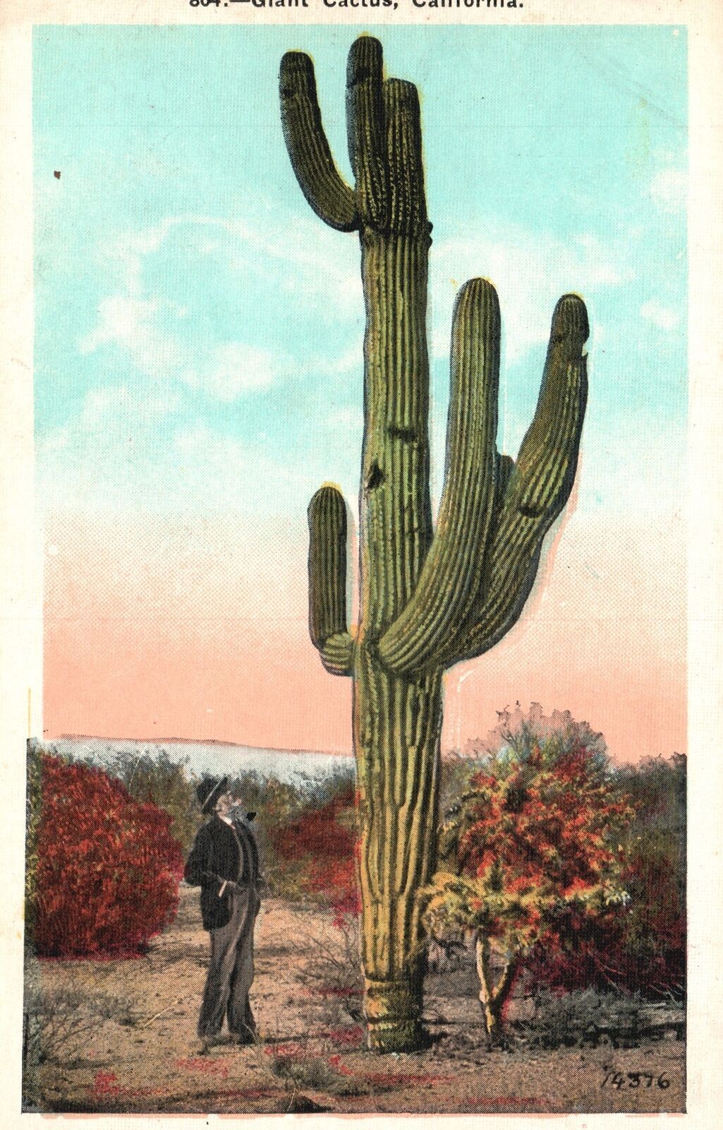 Vintage Postcard Giant Cactus Desert Plant Man Standing California M. Kashower