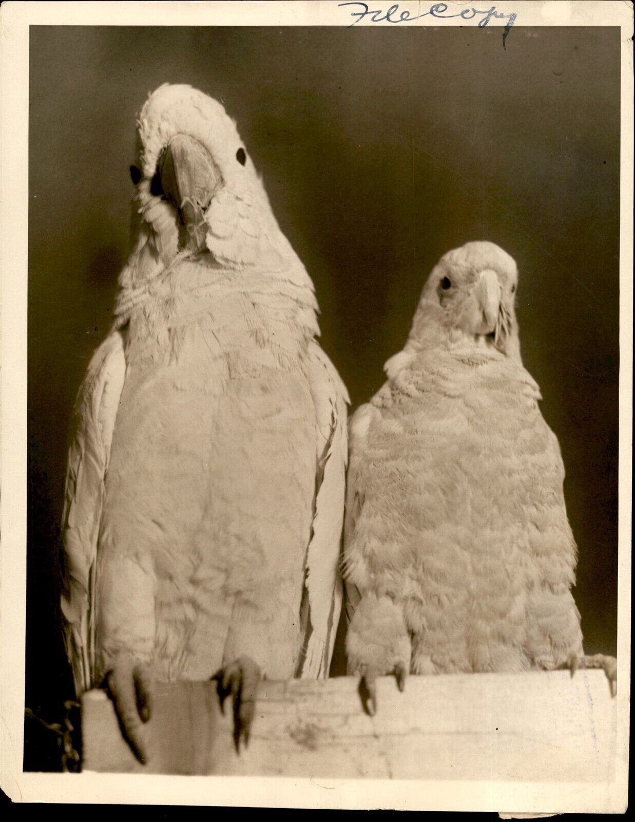 GA167 Original Underwood Photo FUNNY FACES AT PET SHOW Beautiful Parrots Birds