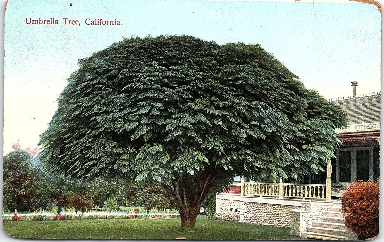 c1910 CALIFORNIA UMBRELIA TREE EARLY HOME POSTCARD 42-73