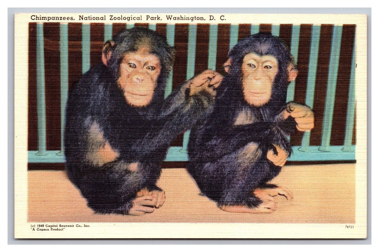 Washington D.C. National Zoological Park Chimpanzees Linen Postcard