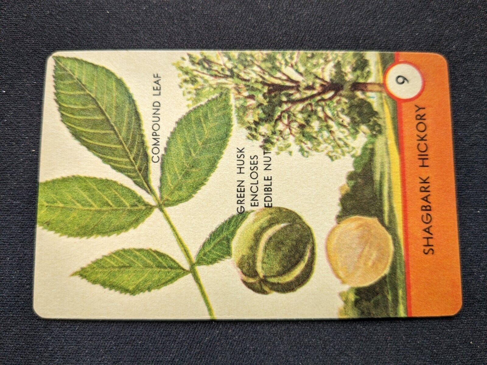 1962 Ed-U-Cards Tree Spotter Game Card  # 9 Shag Bark Hickory (NM)