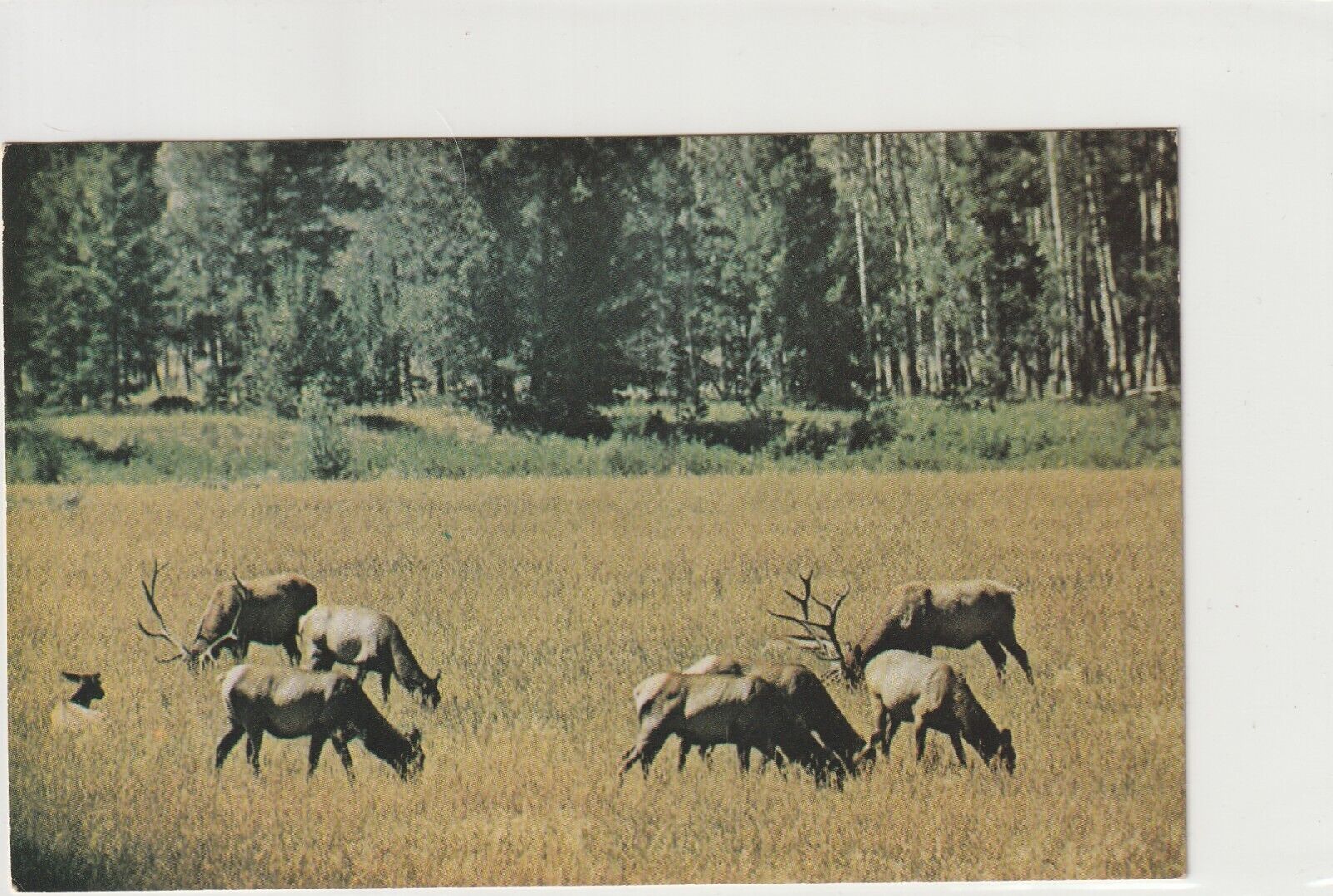 Vintage Postcard Wyoming Elk Heard