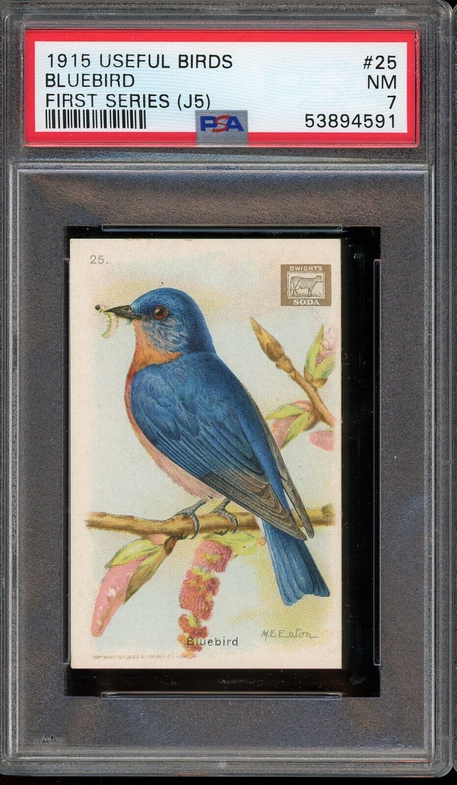 1915 J5 Church & Dwight Useful Birds of America #25 Bluebird PSA 7