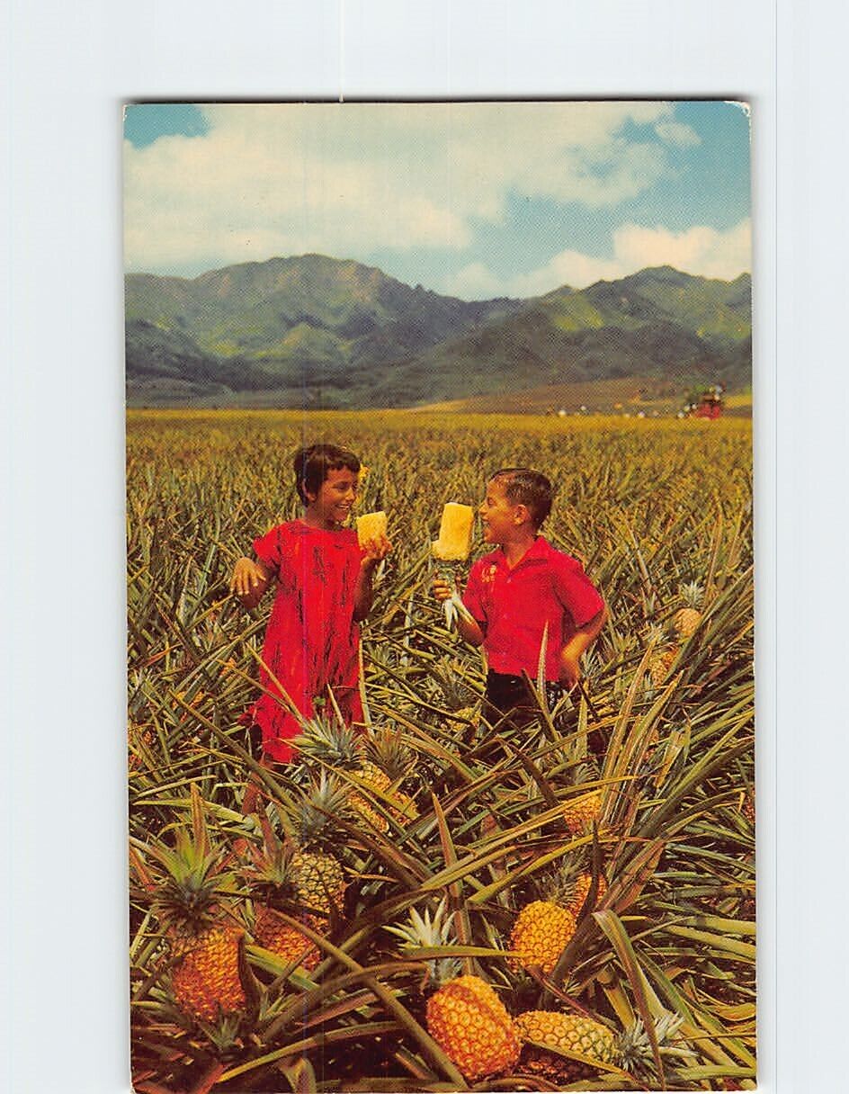 Postcard Field Ripe Pineapples Hawaii USA