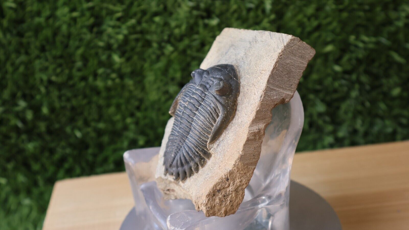 2.2 inch Hollardops Mesocristata Trilobite Devonian Fossil  Morocco N33