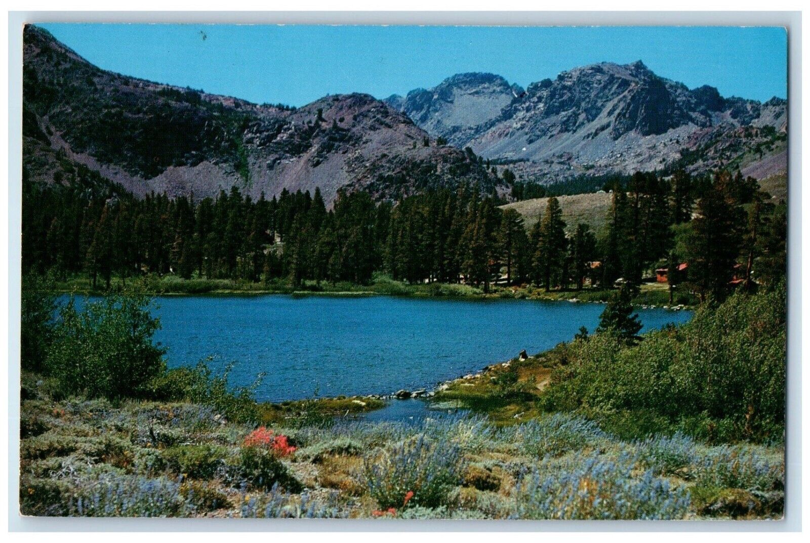 c1960 Scenic View Little Virginia Lake California CA Vintage Antique Postcard