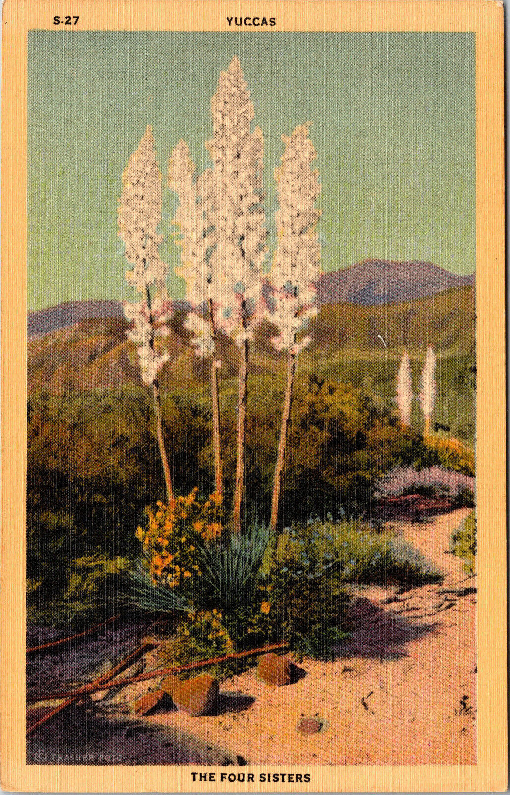 Postcard Yuccas The Four Sisters Desert Scene Linen Card C:1930's-1940's