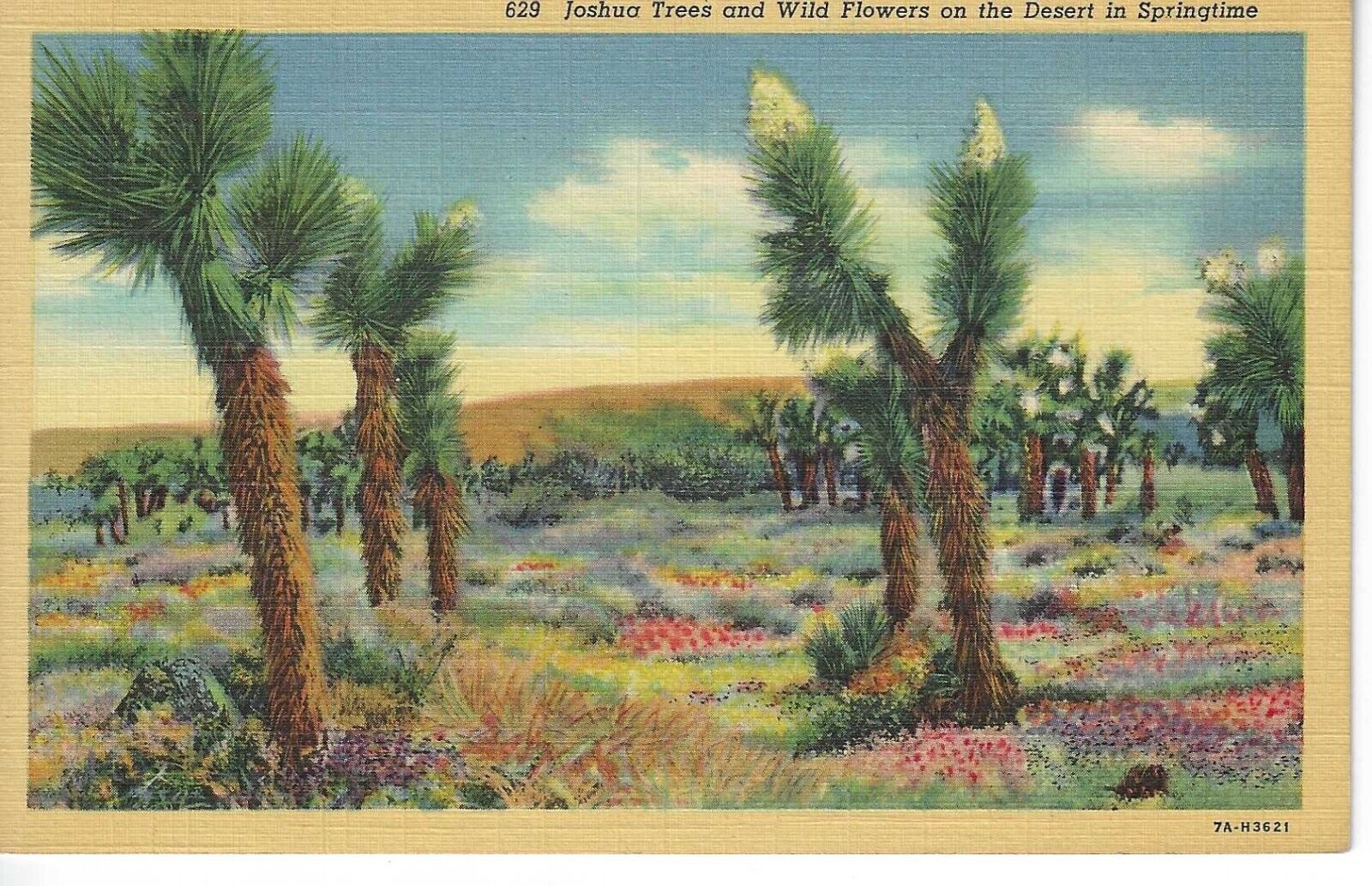 Vintage Unused Linen Postcard JOSHUA TREES AND WILD FLOWERS DESERT SPRINGTIME