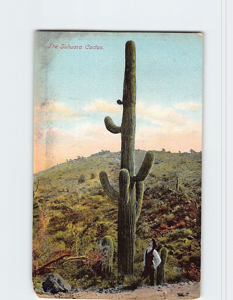 Postcard The Suhuara Cactus