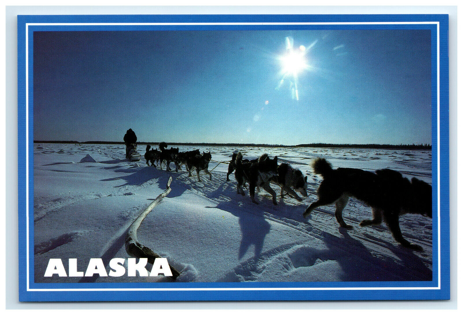Postcard Arctic Alaska Sled Dog Team, Alaska AK ACE511