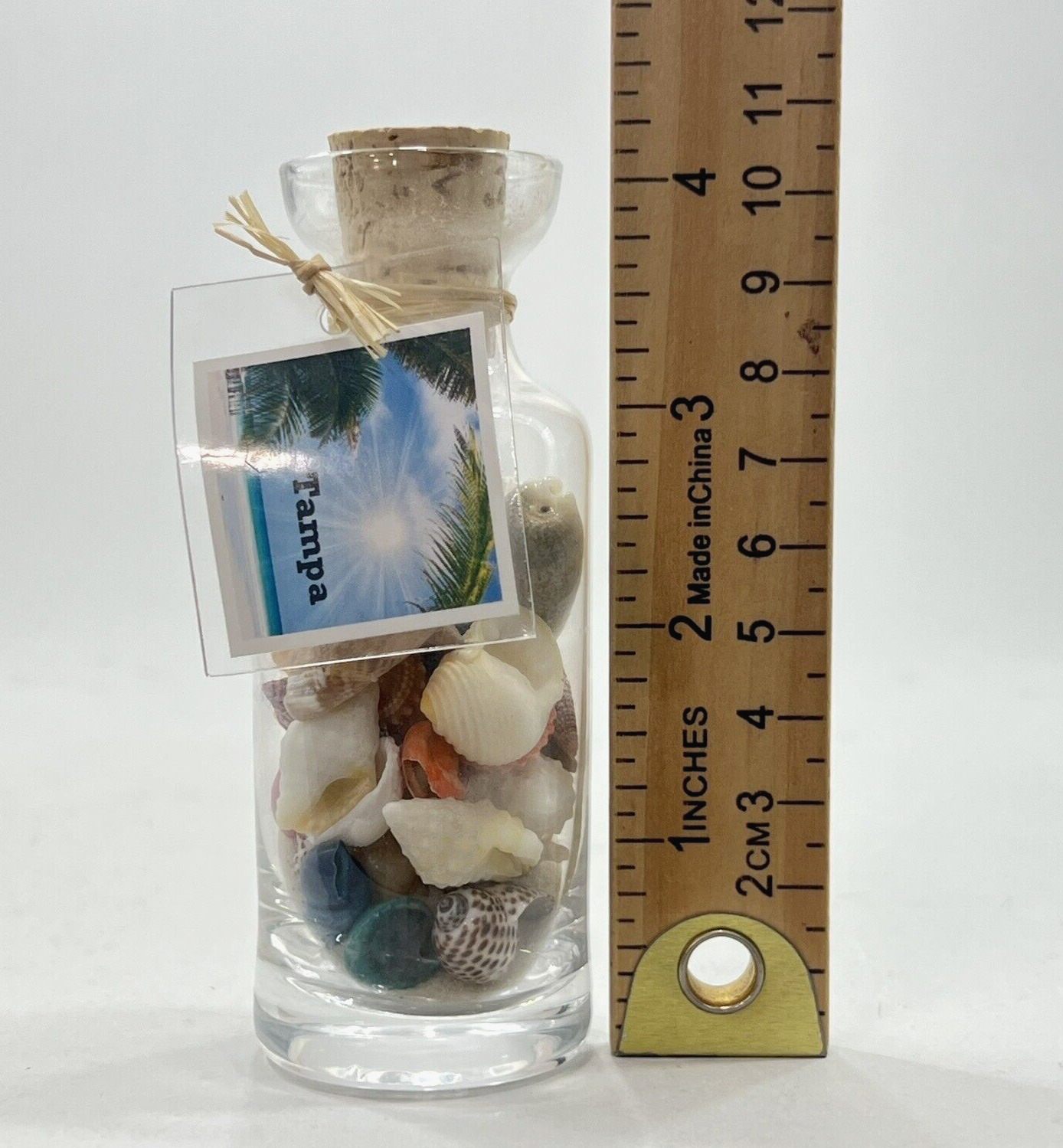 Seashell Shell Lot in Bottle Assorted Colorful Mixed Small Tampa Florida