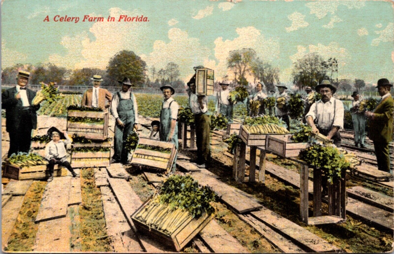 Postcard Workers at a Celery Farm in Florida