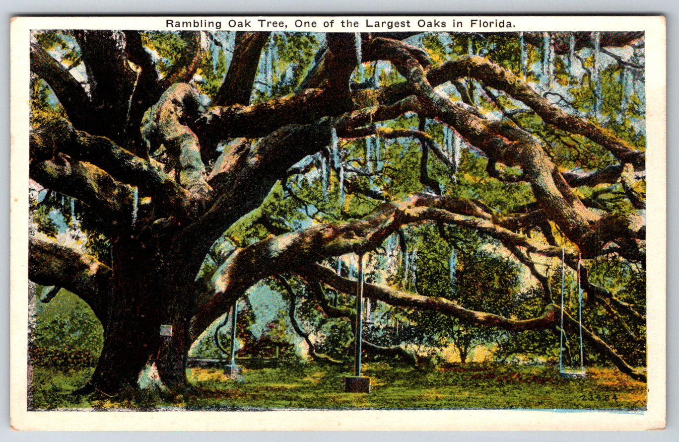 c1930s Rambling Oak Tree Florida Vintage Postcard