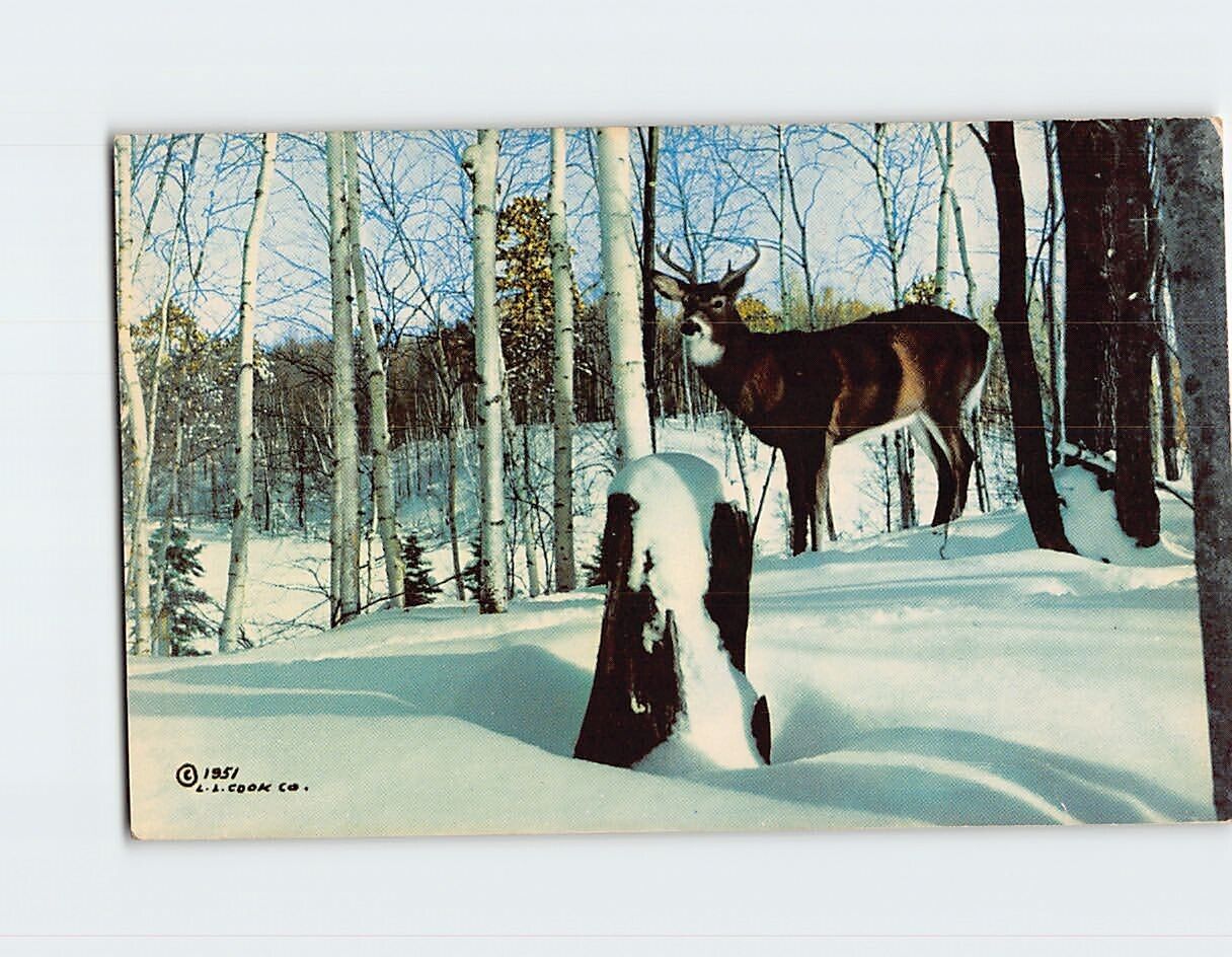 Postcard Buck in the Snow Winter Scene