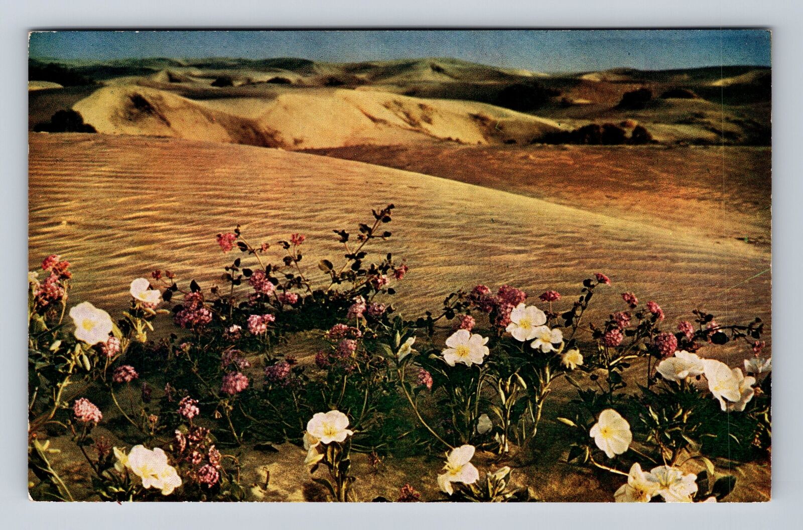 CA-California, Verbenas In The Sand Dunes, Antique, Vintage Postcard