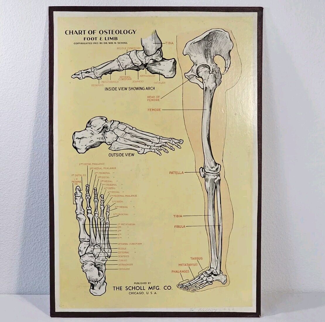 Vintage Scholl Mfg Advertising Medical Chart Boards Osteology Foot & Limb 1913