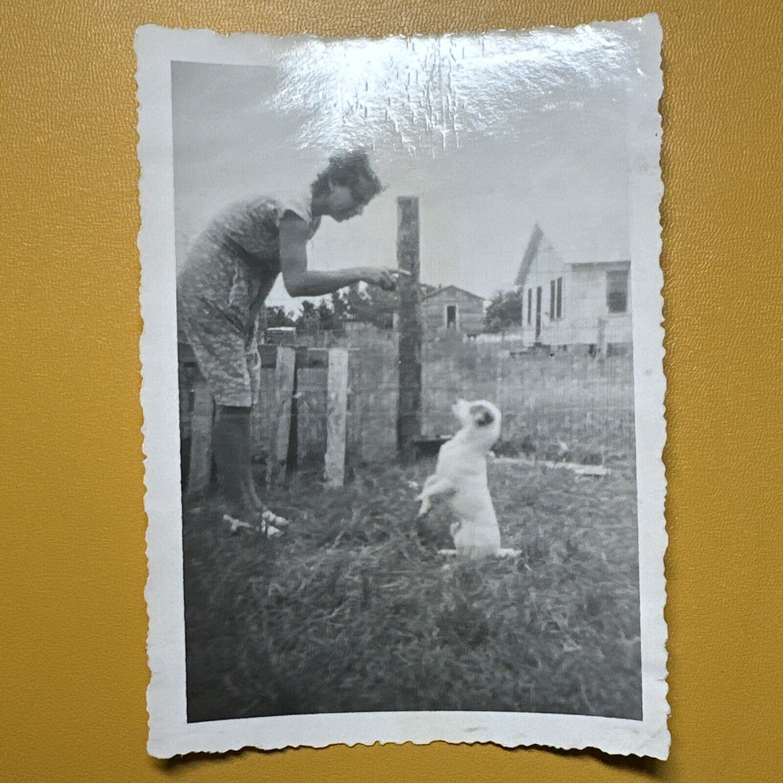 Begging Jack Russell Dog Puppy c1950 VINTAGE PHOTO original snapshot Trick