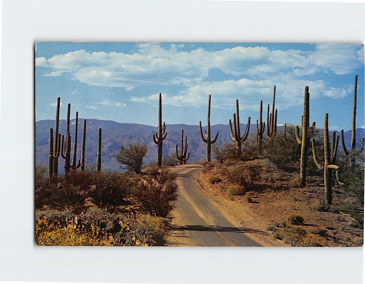 Postcard Desert Roadway Through the Saguaros