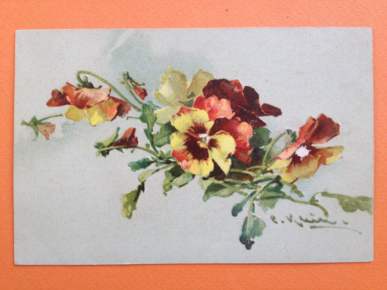cpa Illustration Litho Signed Catherine KLEIN Flowers PANSIES Flowers THOUGHTS
