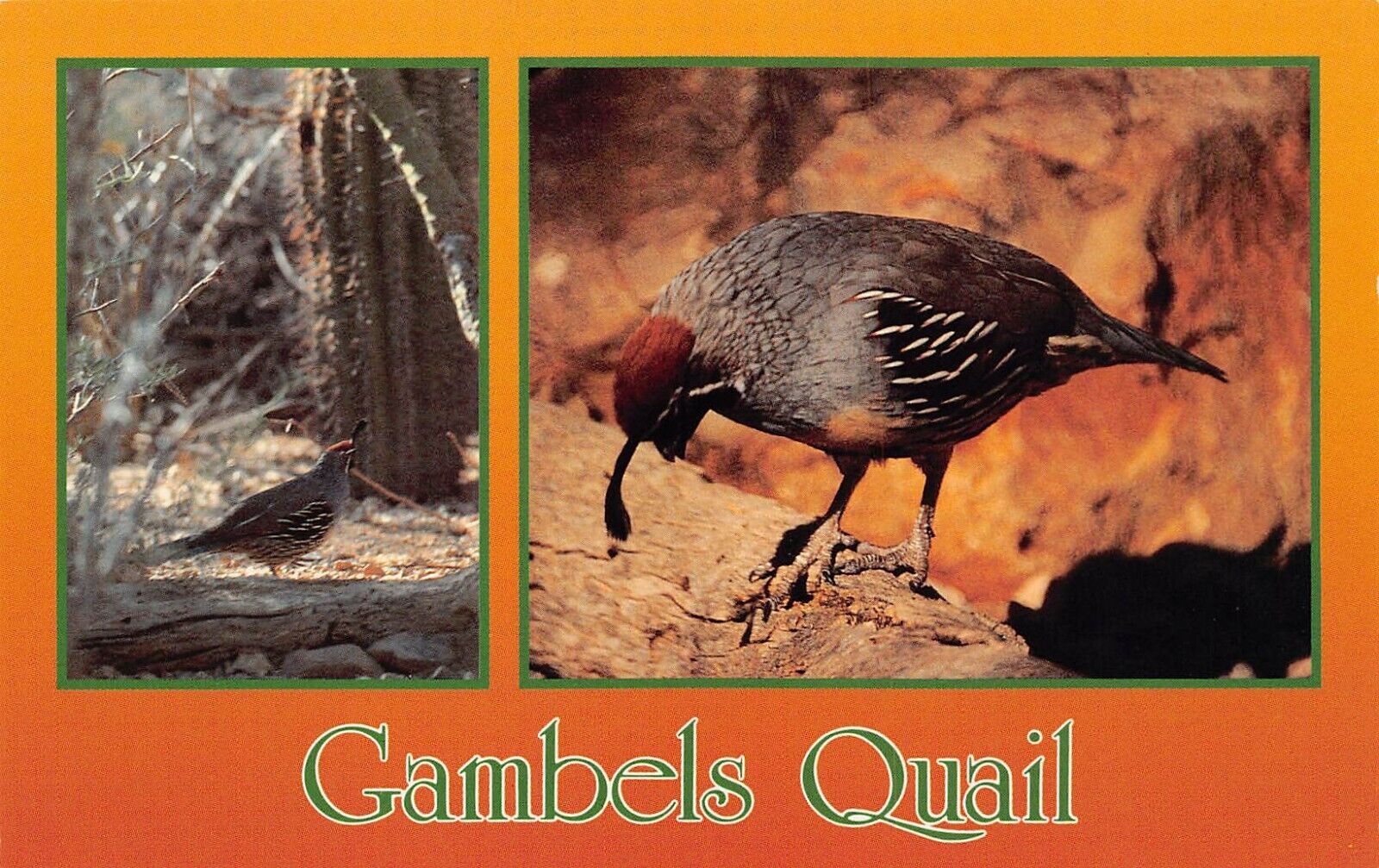 Gambel\'s Quail Arizona Desert Bird Southwest Vtg Postcard Y2