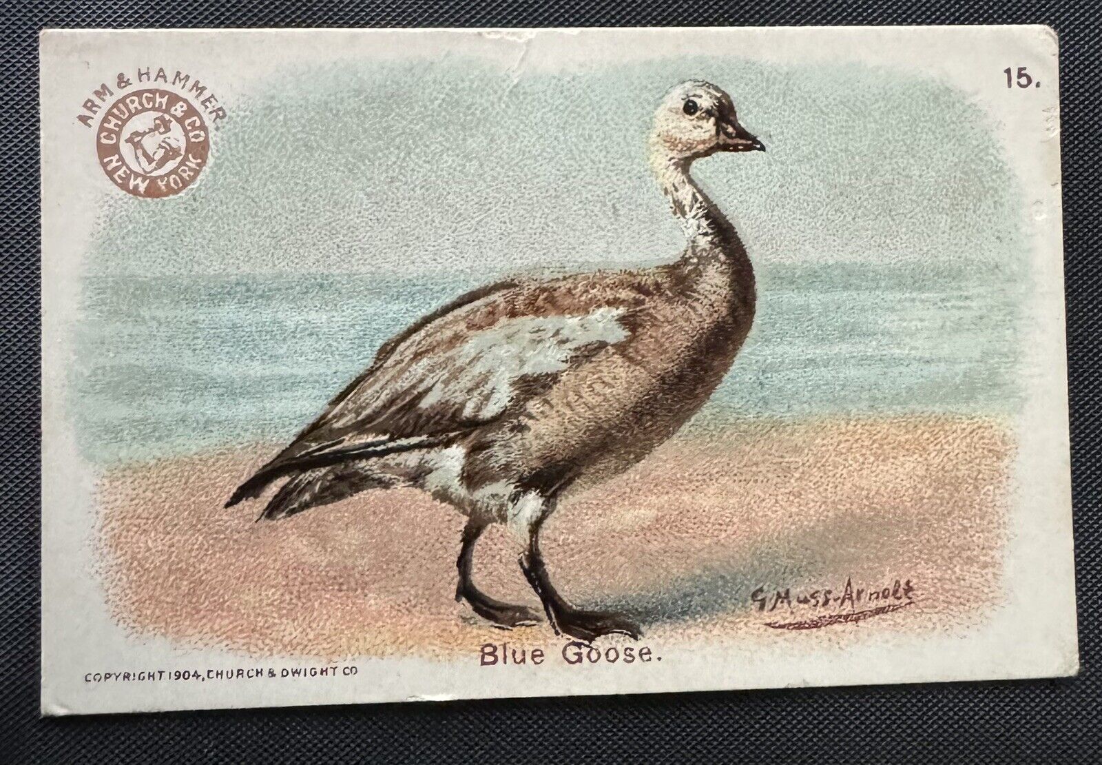 Vintage “Game Bird Series” (#15 Blue Goose) Small Card - Church & Dwight (1904)
