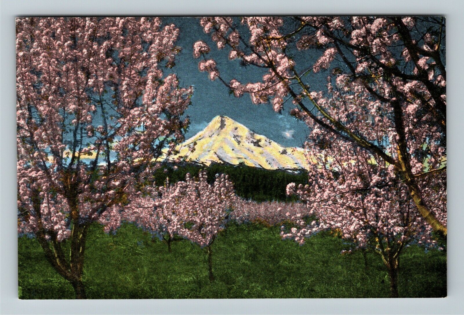 OR-Oregon Mt. Hood Framed in Blooming Apple Blossom Trees Vintage Postcard