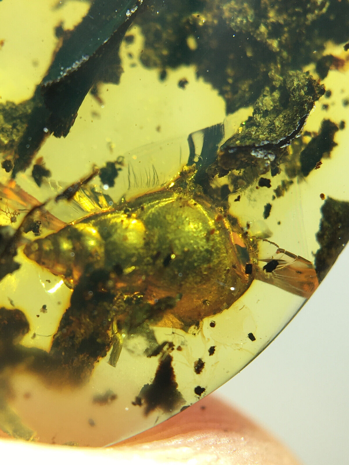 Burmese burmite Cretaceous Viviparidae field snail insect fossil amber Myanmar