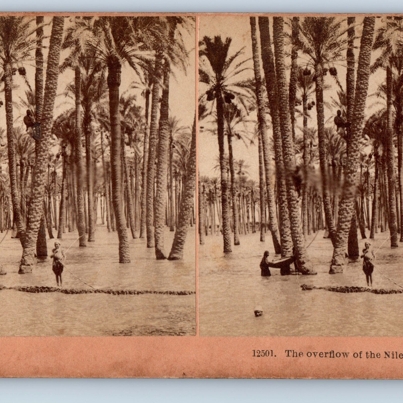1898 Cairo Egypt Nile River Flood Coconut Tree Stereoview Real Photo Ancient V29