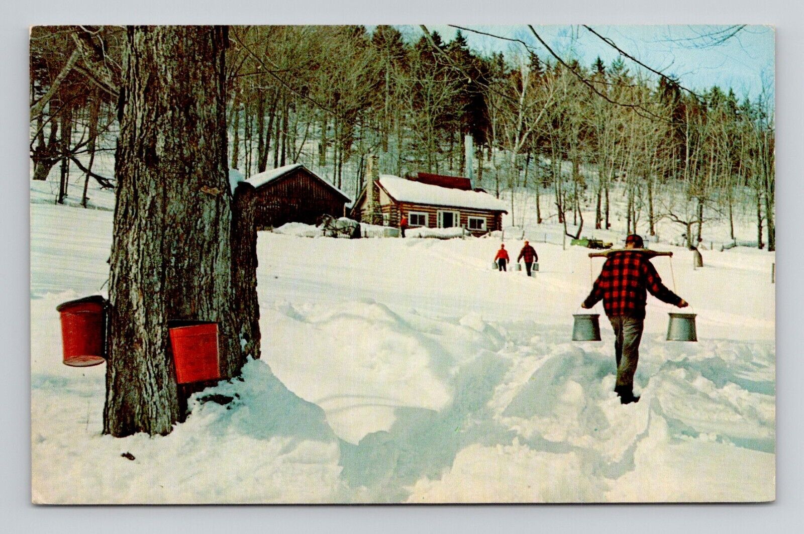 Postcard Maple Sugar Time, Vintage Chrome M9