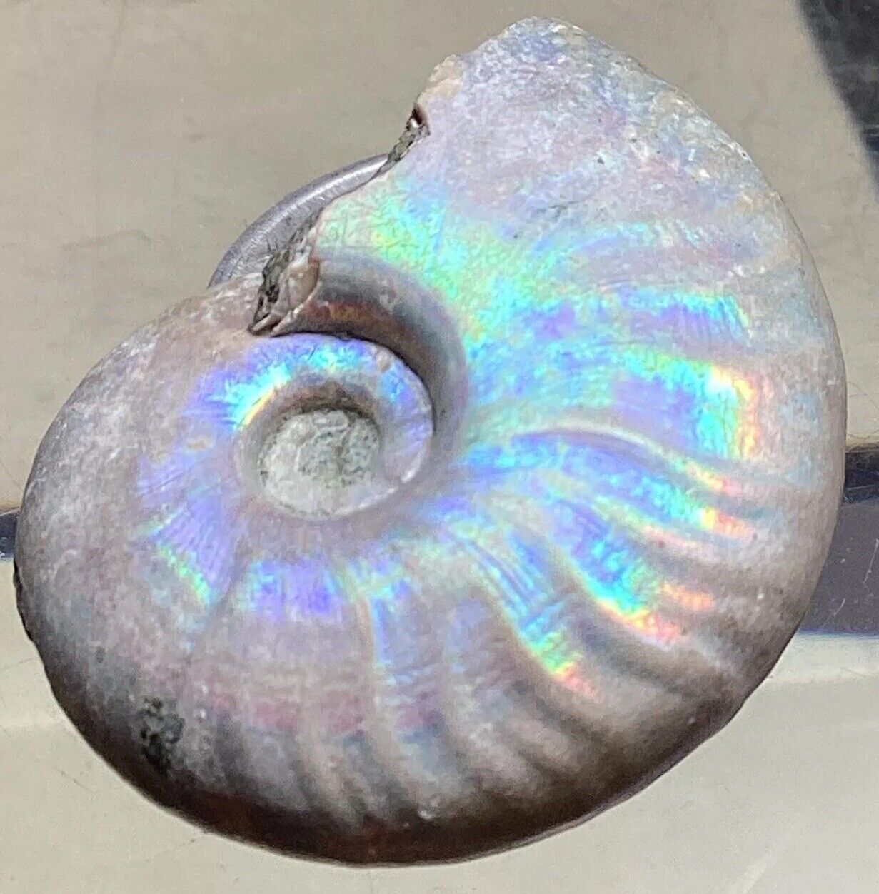 Rare Opalized Nacre Ancient Whole Ammonite Madagascar #271