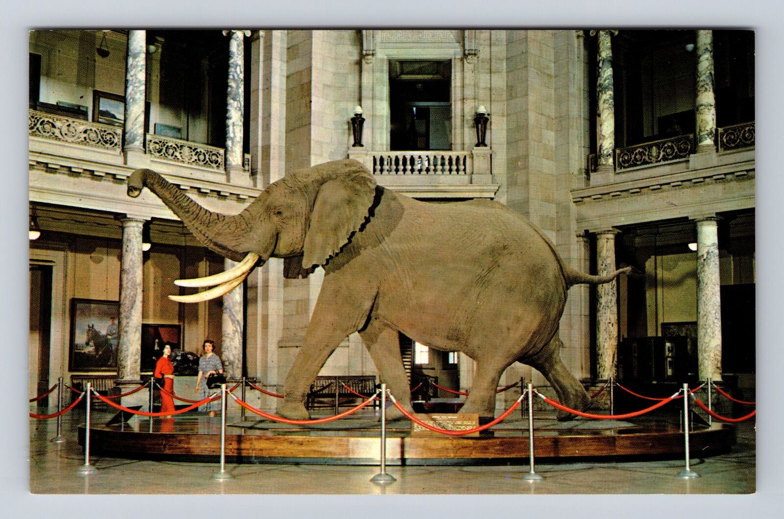 Washington DC, Smithsonian Institution, African Bush Elephant, Vintage Postcard