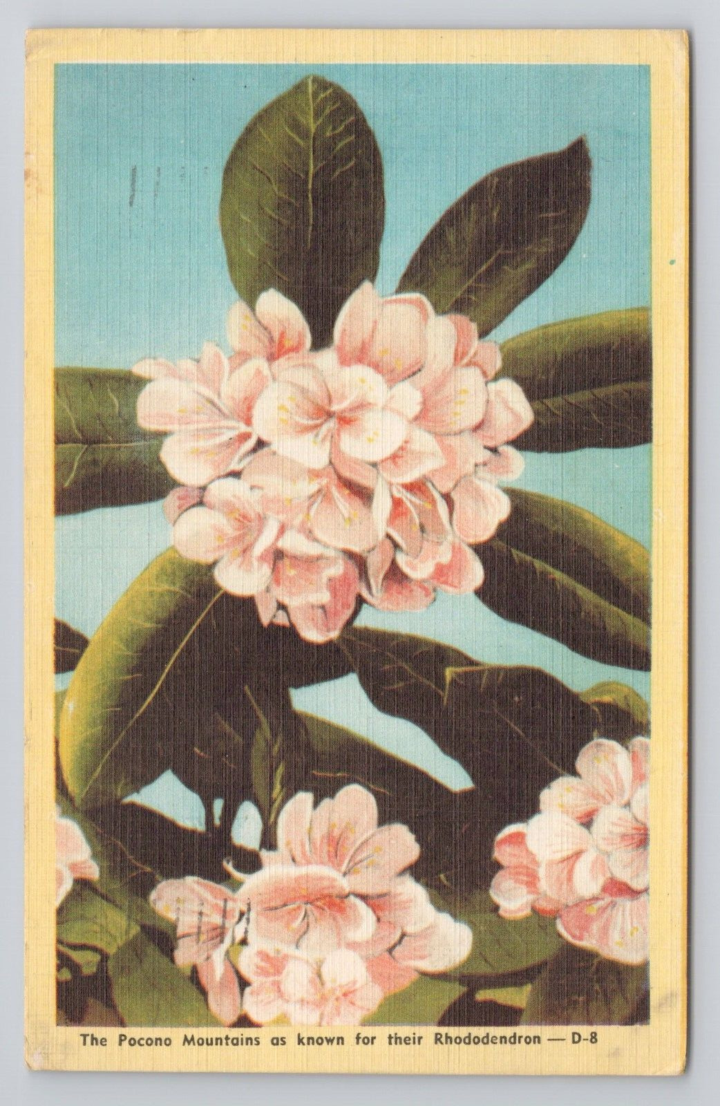 The Pocono Mountains as Known for their Rhododendron Linen Postcard No 4001