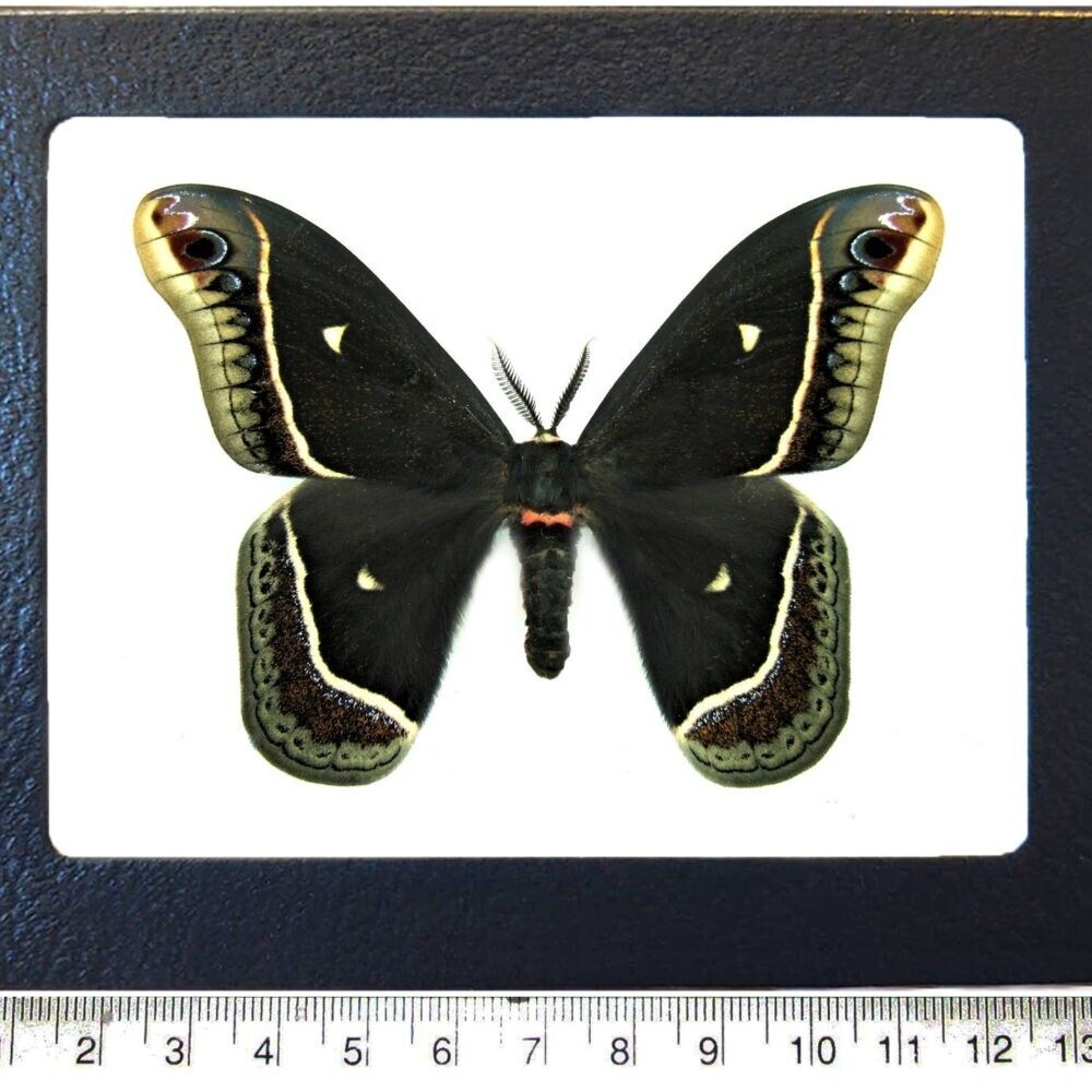 Eupackardia calleta male black saturn moth Arizona USA FRAMED