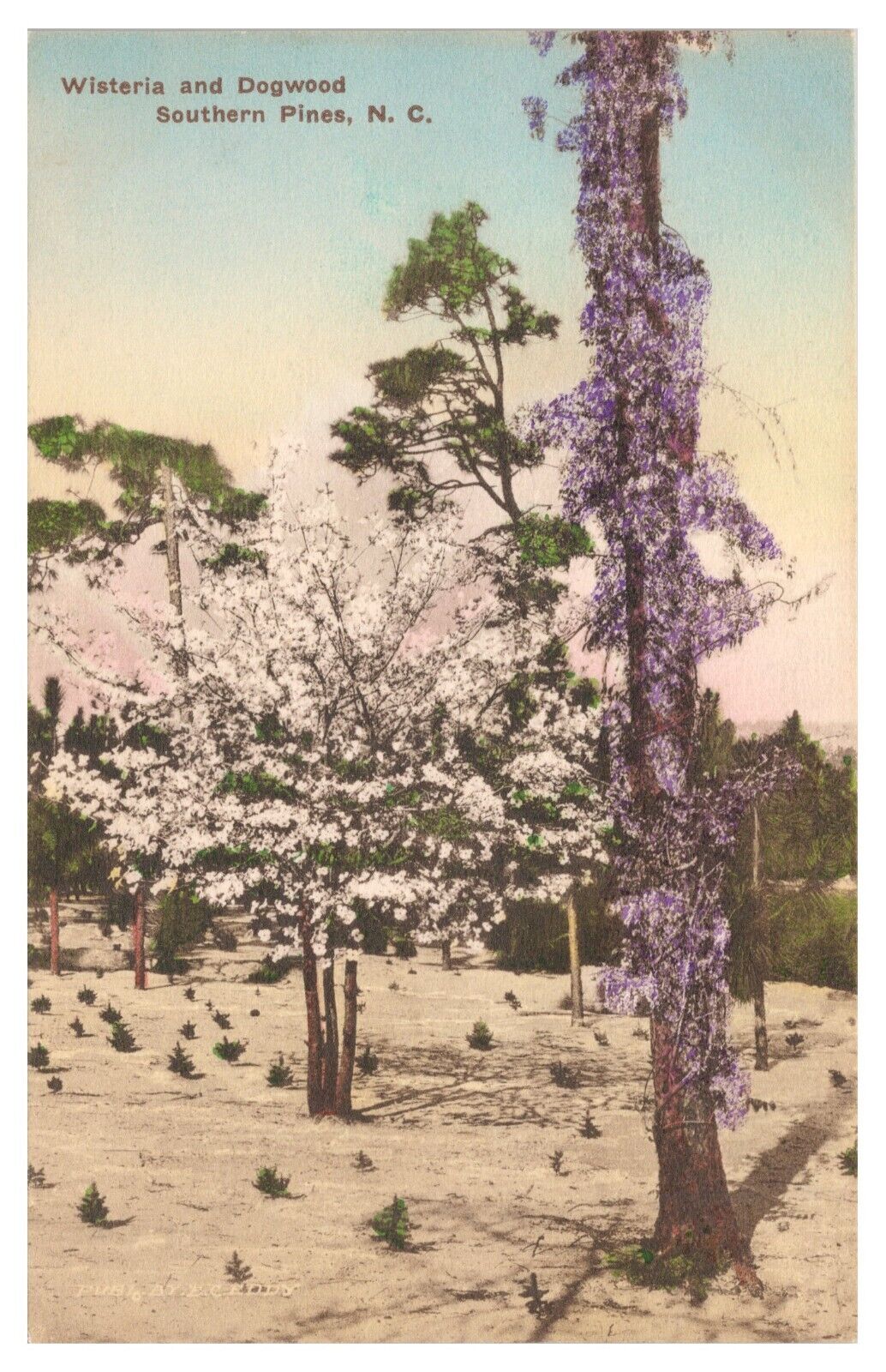 Vintage Wisteria and Dogwood Southern Pines NC Postcard Unposted Divided Back