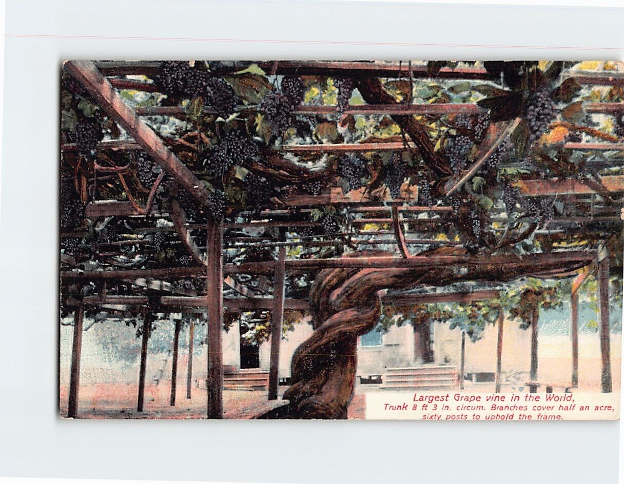 Postcard Largest Grape Vine in the World