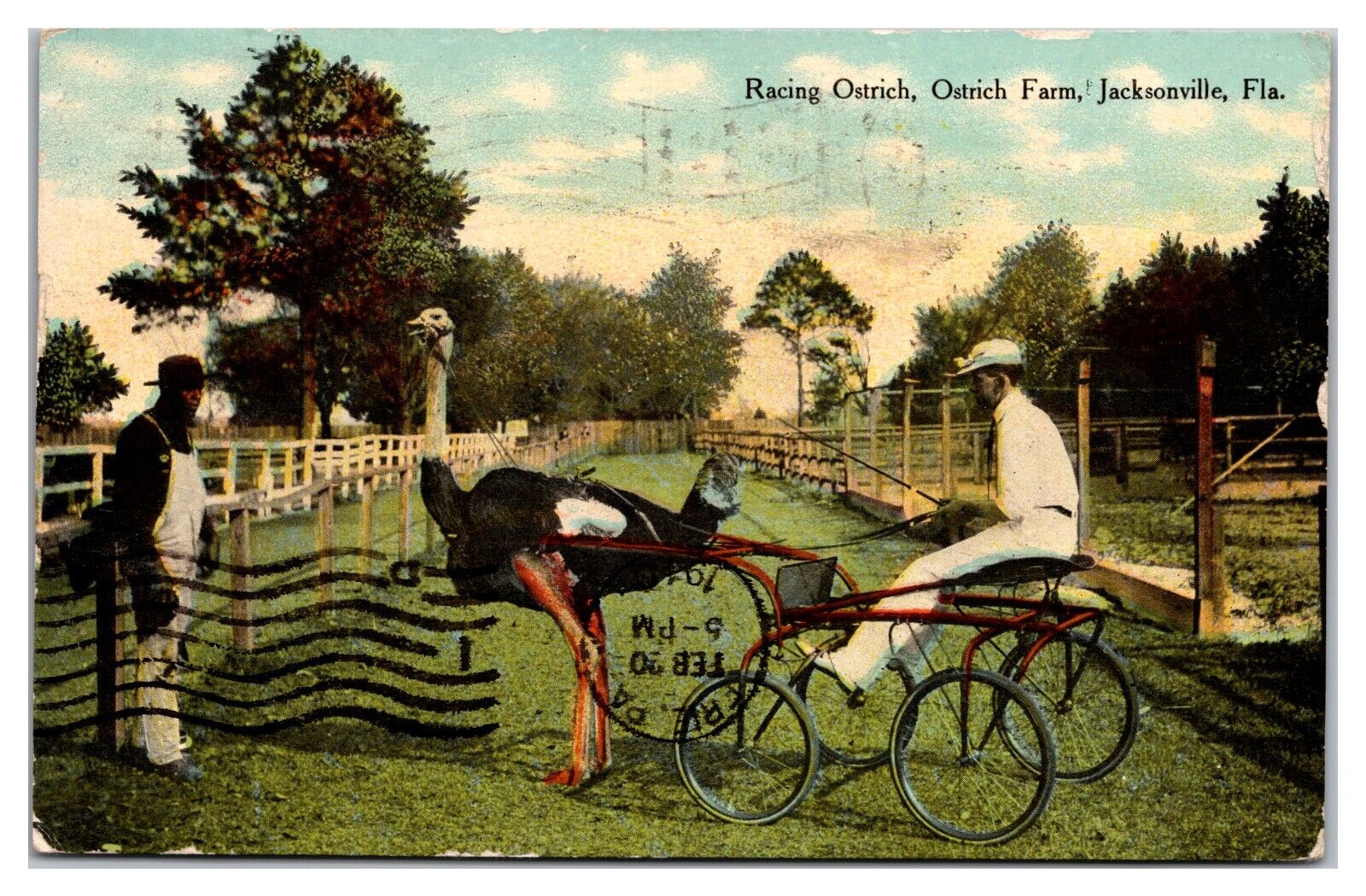 Racing Ostrich, Ostrich Farm, Jacksonville, Florida Postcard