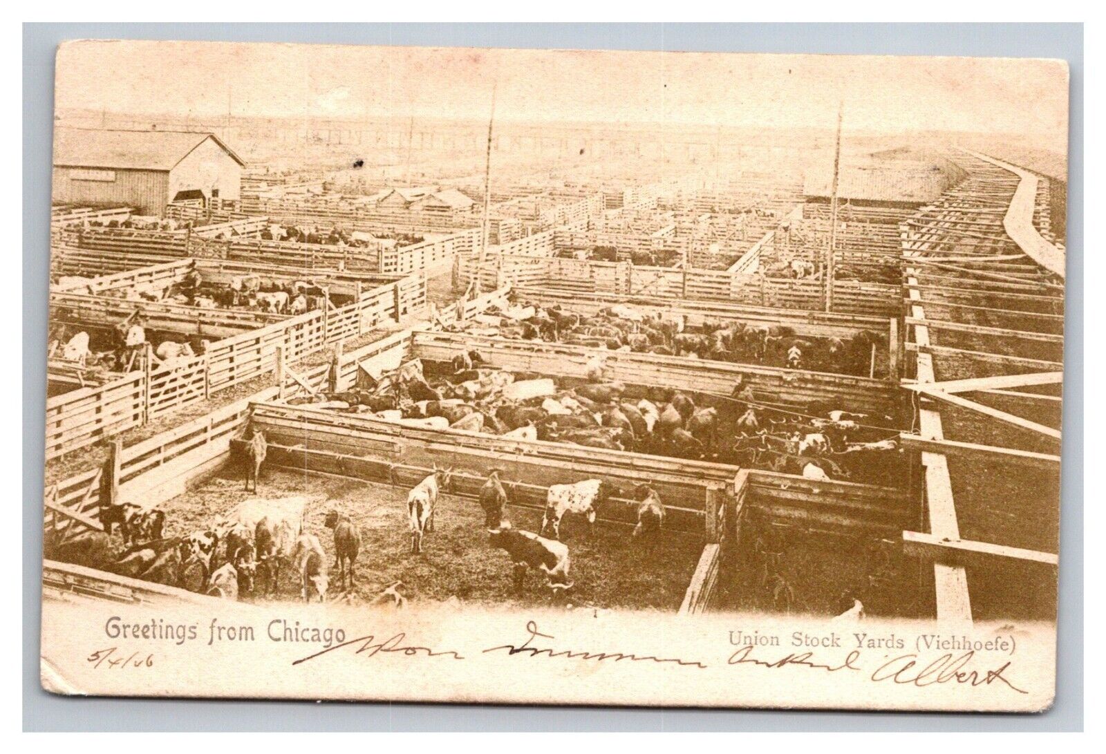 Postcard Chicago Illinois Union Stock Yards 1906